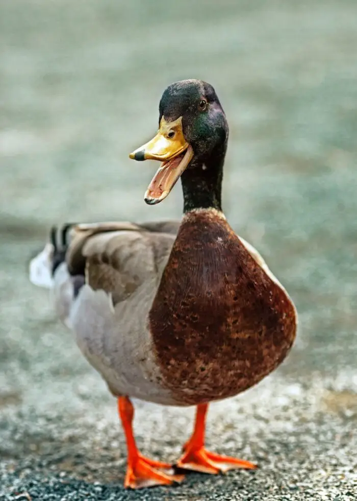 casse-pates-canard-expression