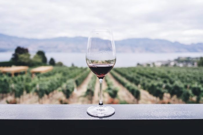 vineyard-wine