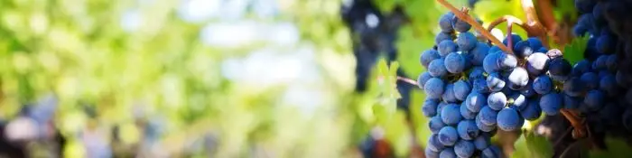 grapes-wine