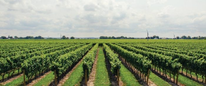 vineyard-french