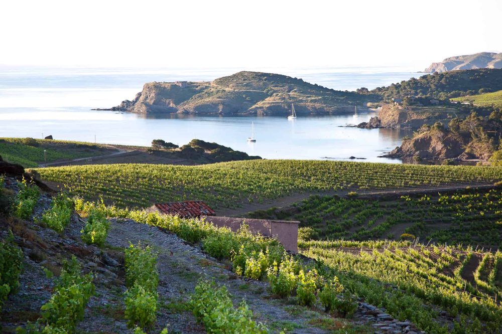 merci marcel wine dinner languedoc (1)