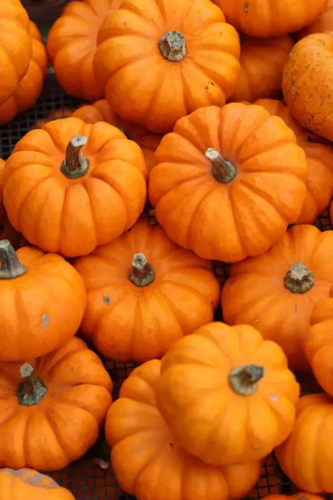 citrouilles 700x1050