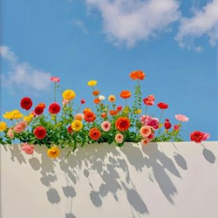 fleurs (1)
